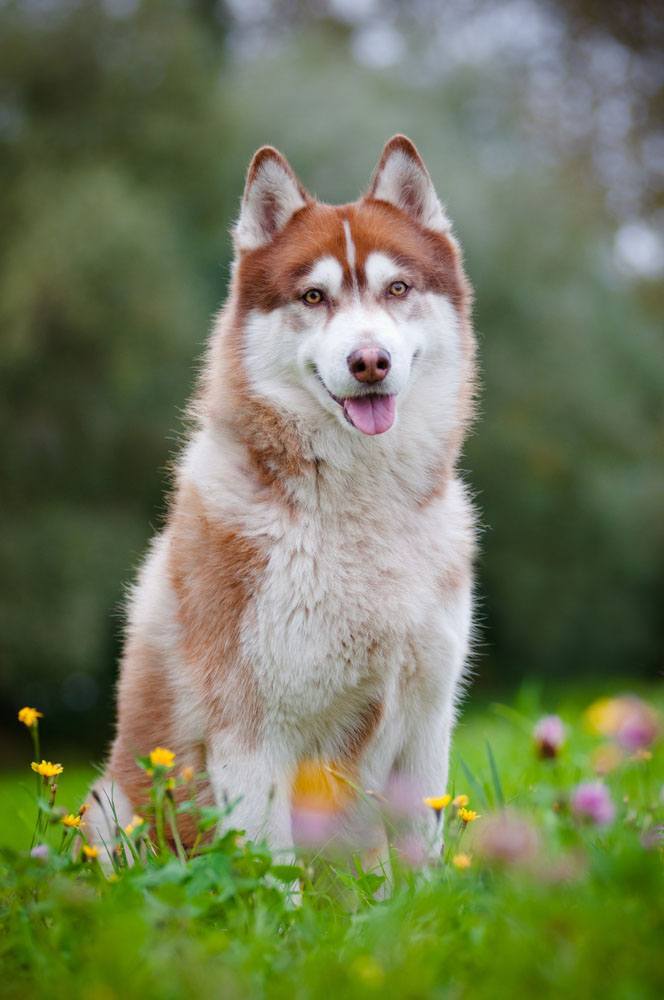 Names For Alaskan Husky Dogs Names For Alaskan Husky Dogs