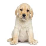 puppy pals names puppy names find hundreds of and clever ideas puppy pals names puppy names find hundreds of and clever ideas