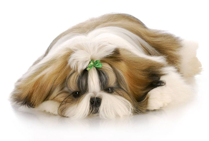 shih tzu names and meanings y z puppy names shih tzu names and meanings y z puppy names