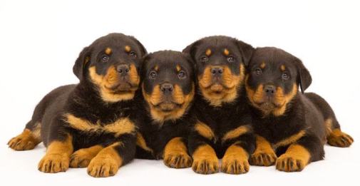 rottweiler names and meanings w x puppy names ideas for adorable dogs rottweiler names and meanings w x puppy names ideas for adorable dogs
