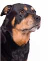 strong names rottweiler rottweiler names find and unique rottie names strong names rottweiler rottweiler names find and unique rottie names