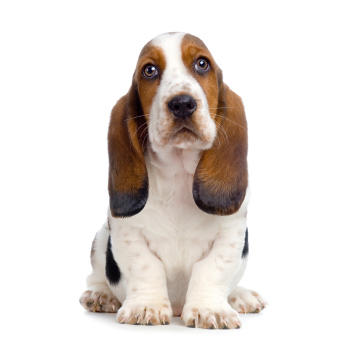 Bassett Hound cutie