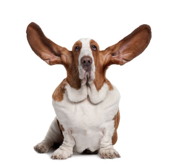 Hound dog with large ears