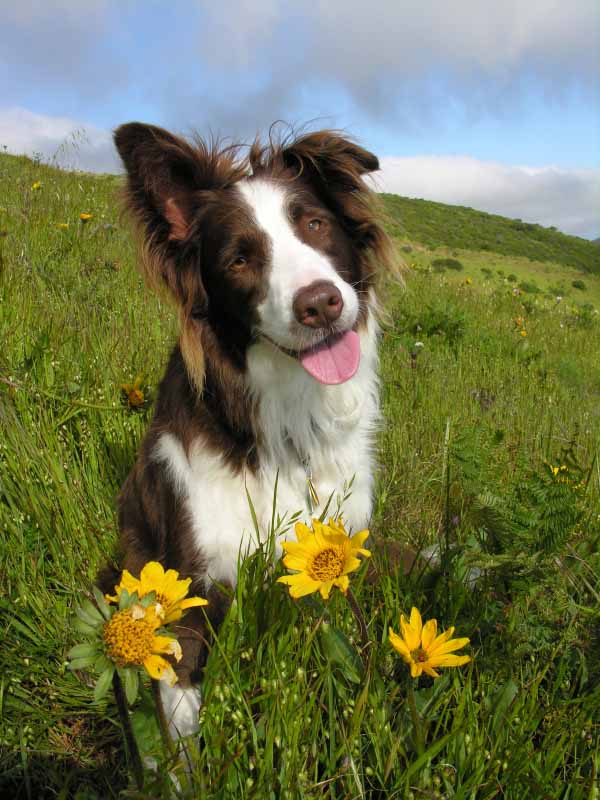 Border Collie enjoying the flowers of the field