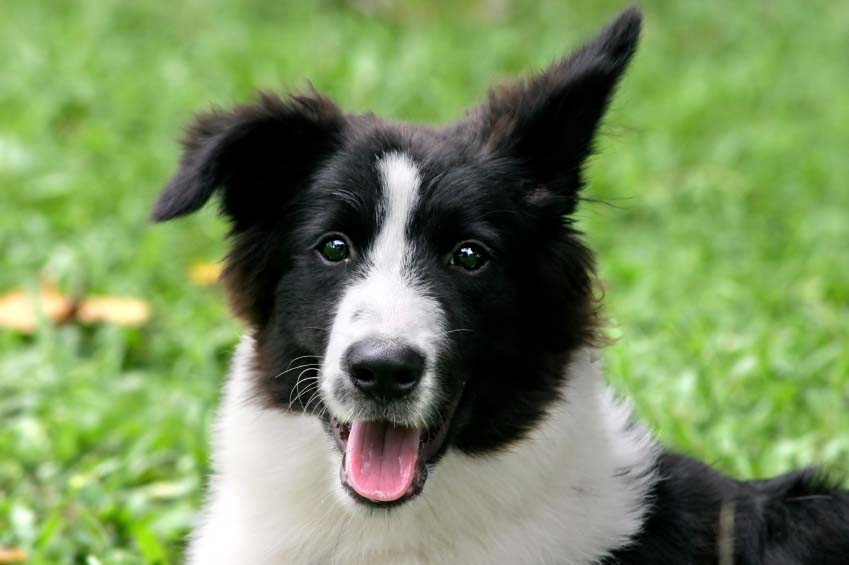 Border Collie Names