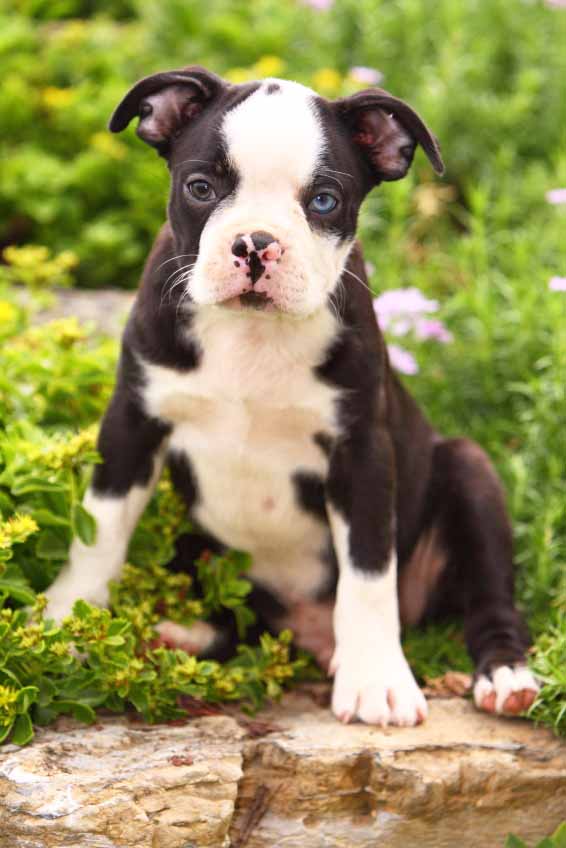 Boston Terrier puppy out in the garden