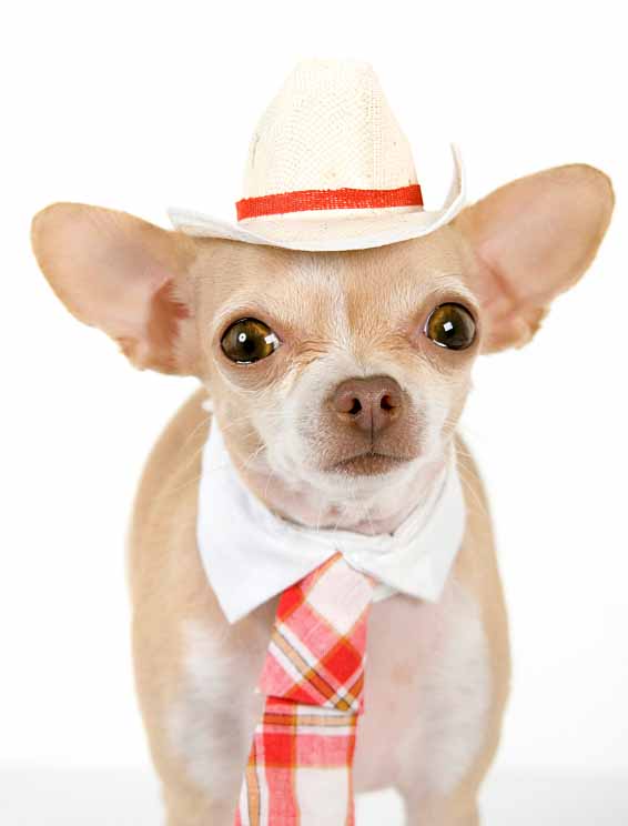 Mexican Chihuahua