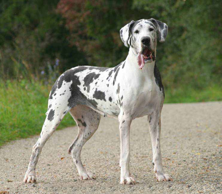 Beautiful Great Dane