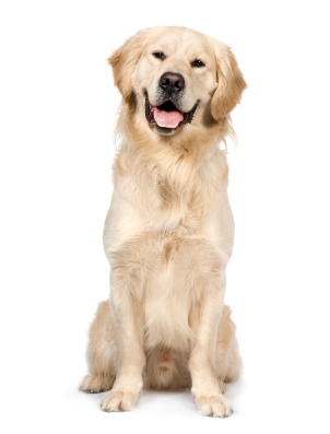 Smiling Golden Retriever