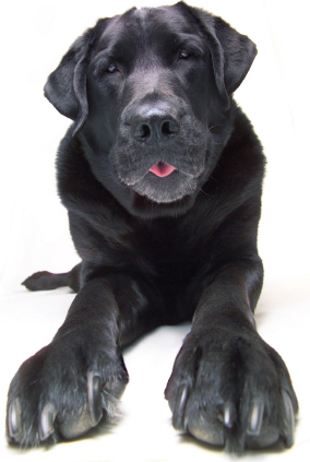 Black Lab with big paws