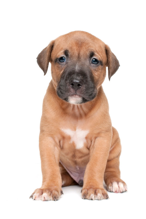 Pit Bull puppy cuteness