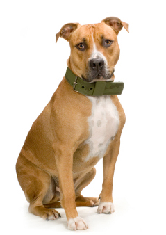 Handsome male Pit Bull