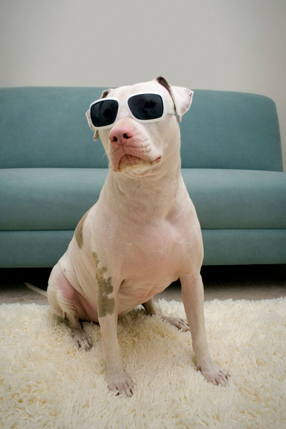 Cool Pit Bull dog