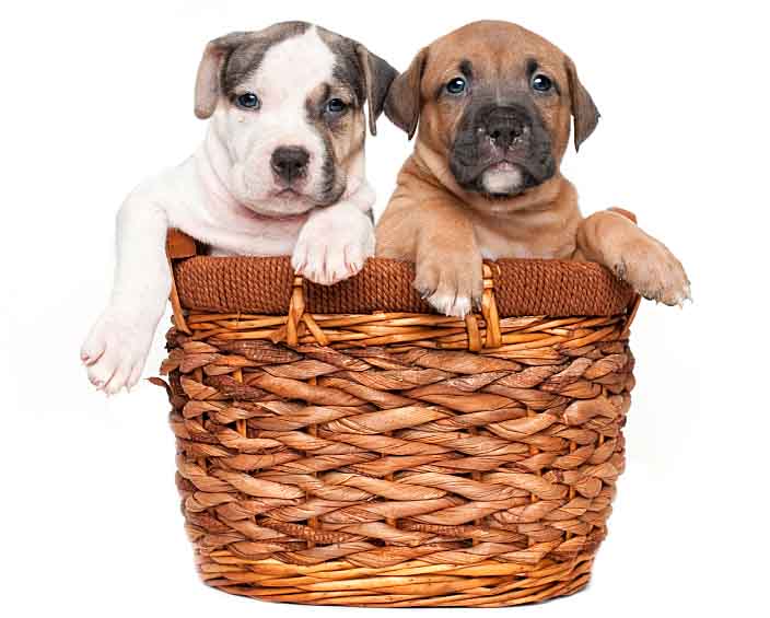 Pit Bull puppies