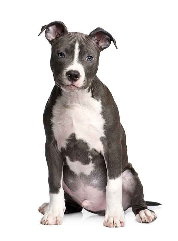 Pitbull shop dog female