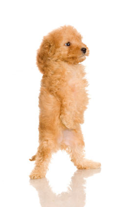 French Poodle puppy stretching for a better look