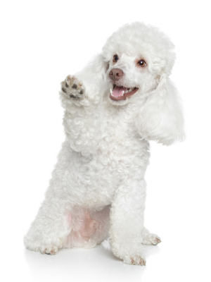 Beautiful white Poodle