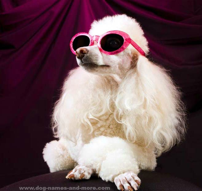 Poodle Diva Princess