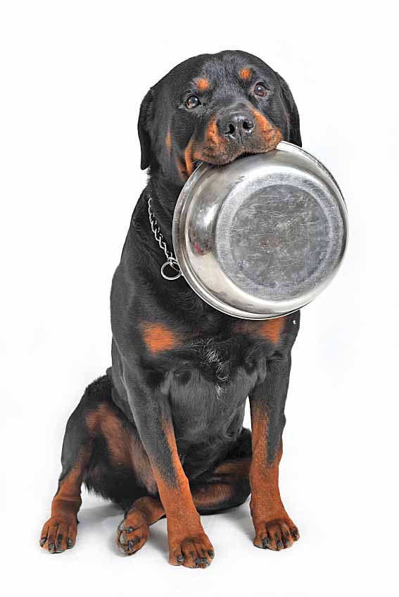 Hungry Rottweiler giving you a hint