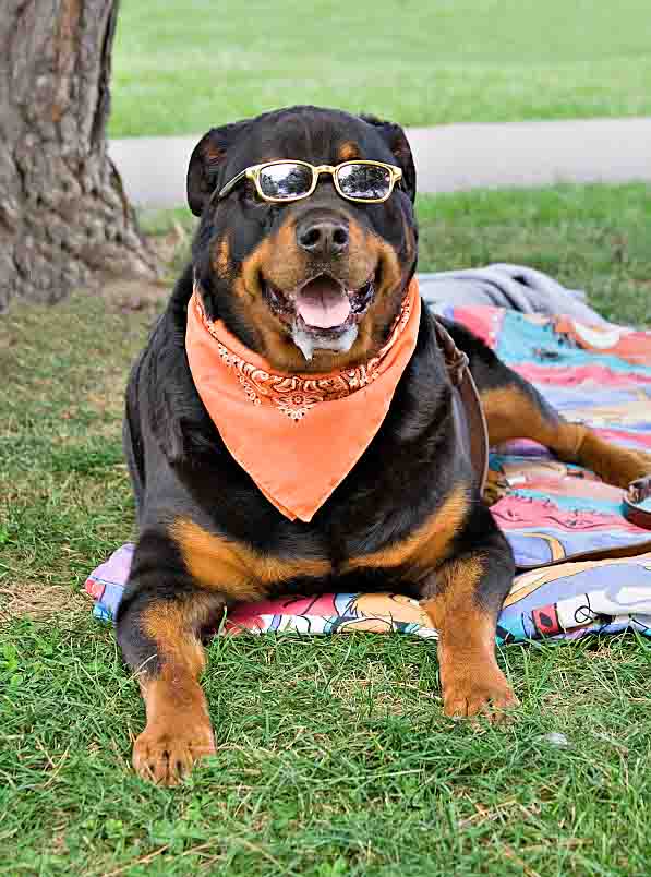 cool rottweiler