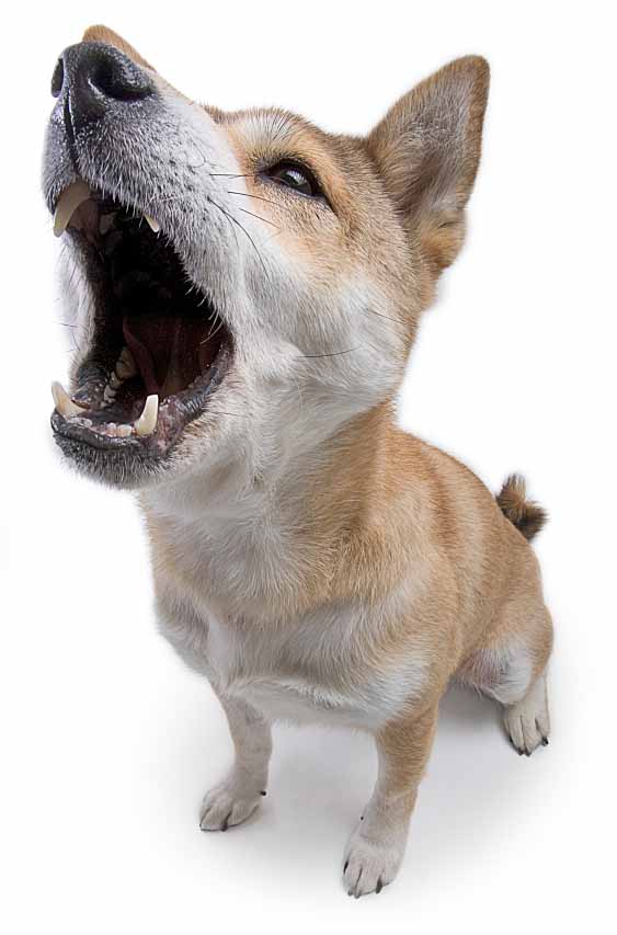 Shiba Inu barking for supper