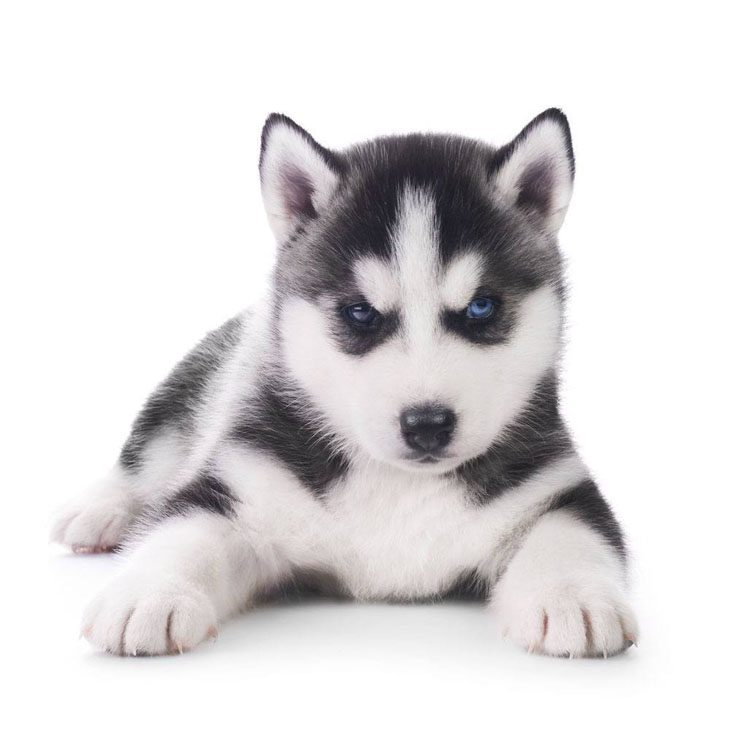 Husky puppy watching you