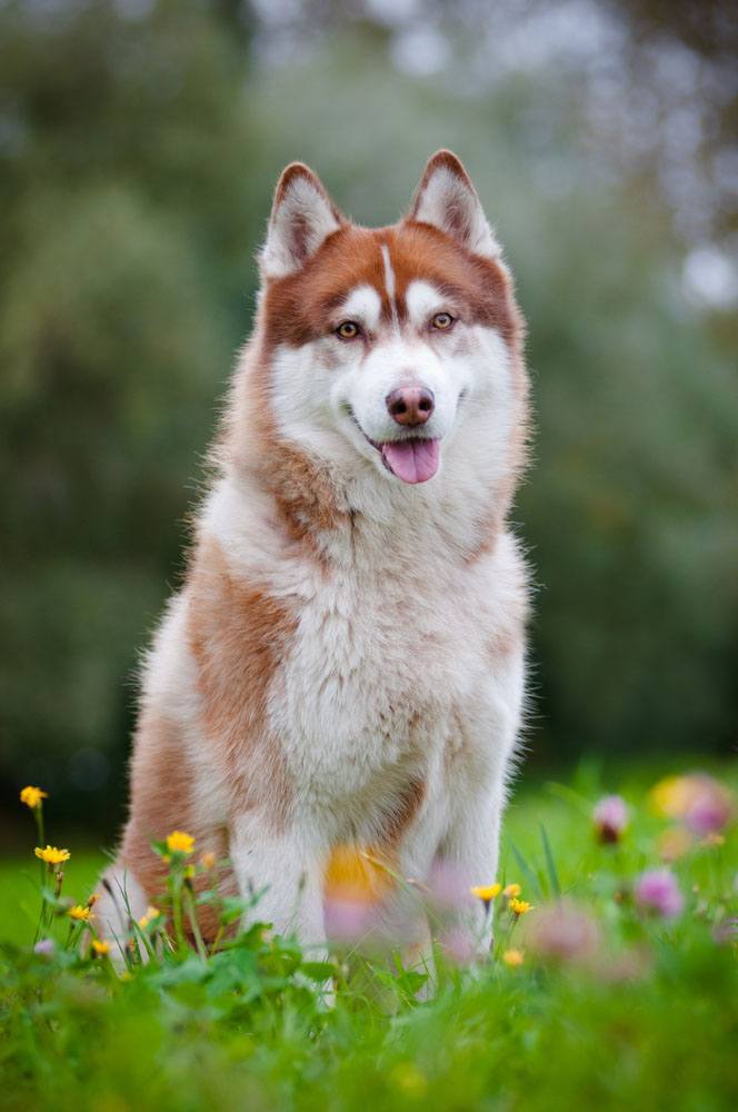 Husky beauty in a meadow