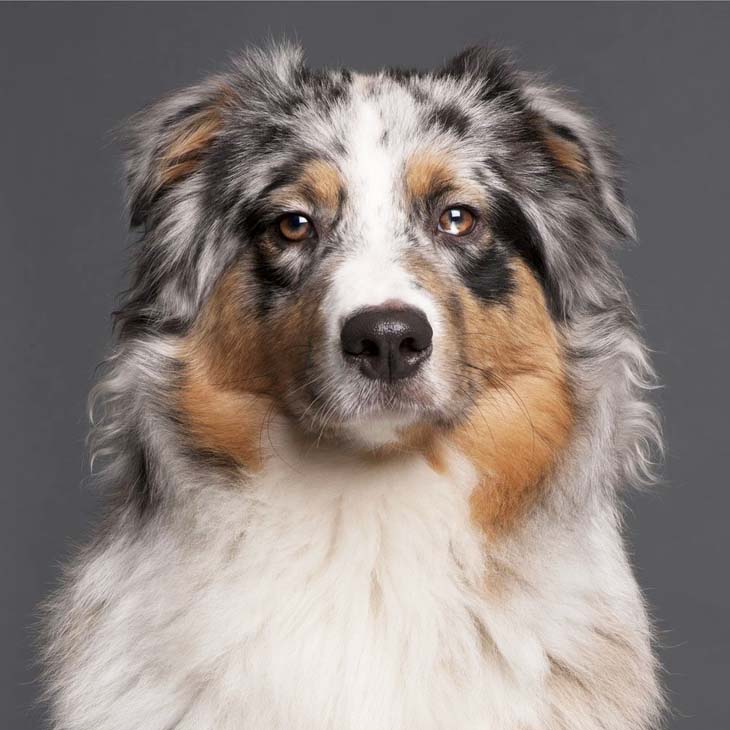 Multicolored Australian Shepherd