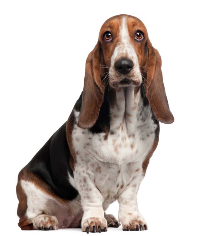 Basset Hound watching you