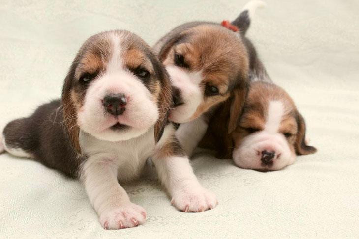 Beagle puppies ready to romp