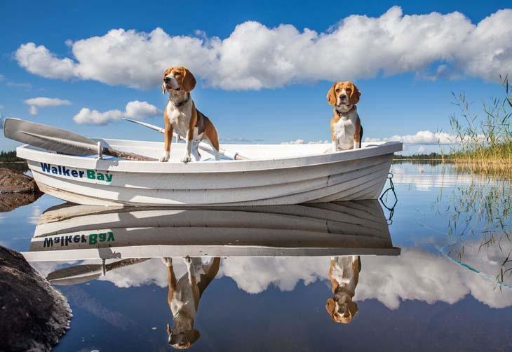 Beagles on beautiful lake