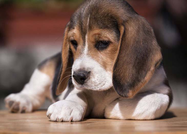 Beagle puppy taking a rest