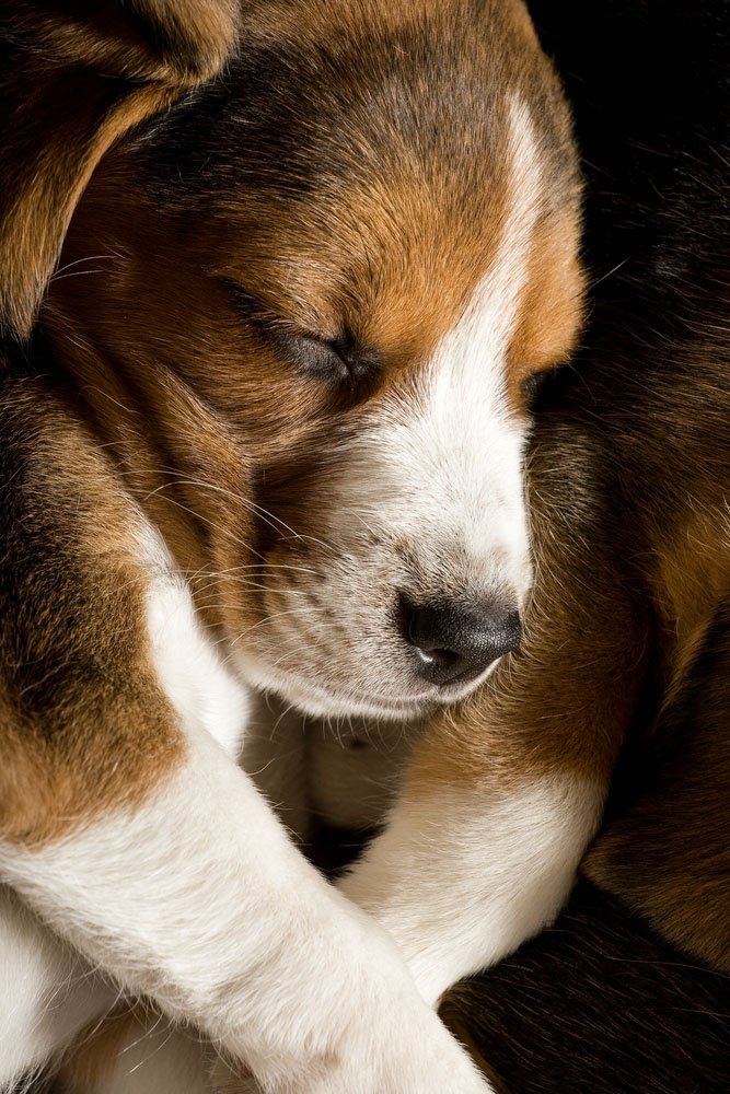 Snoozing Beagle