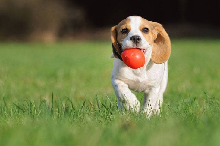 Beagle puppy fetching ball