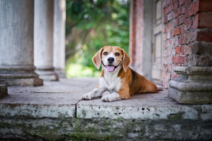 Beagle guard dog