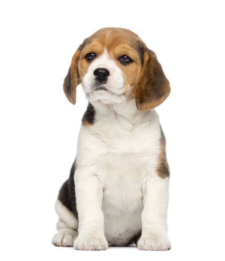 Beagle puppy smelling something to eat