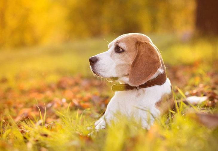 Beagle enjoying the falltime