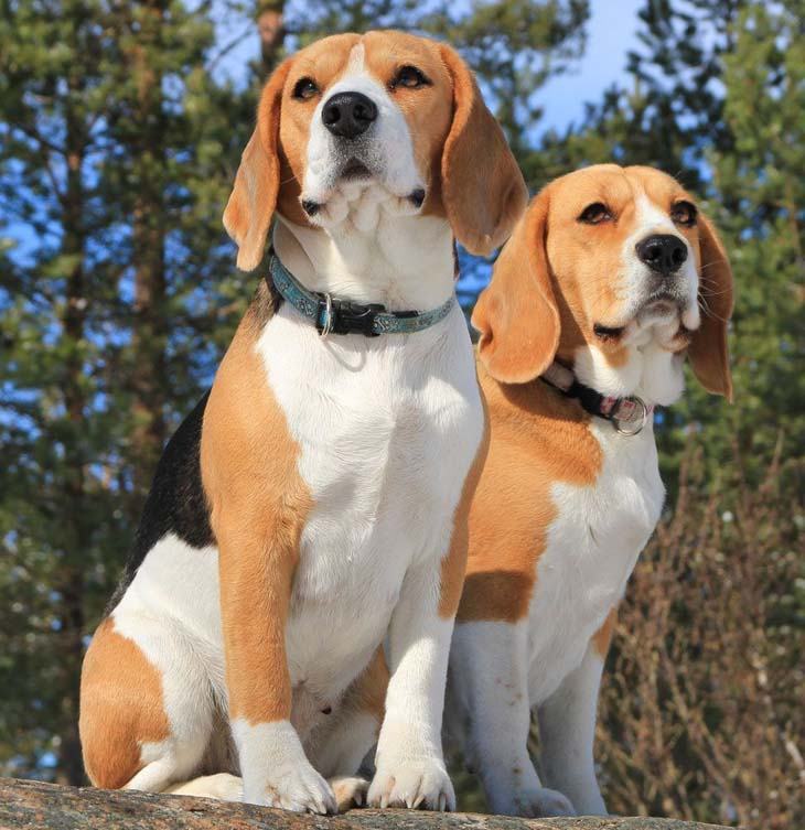 Beagles watching for animals to hunt