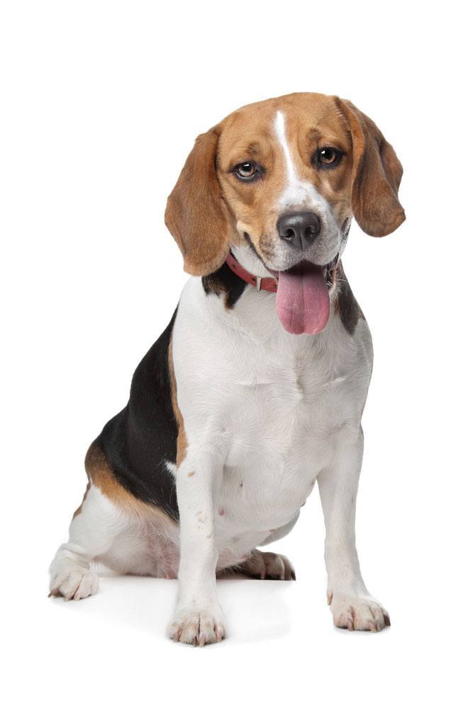 Well mannered Beagle