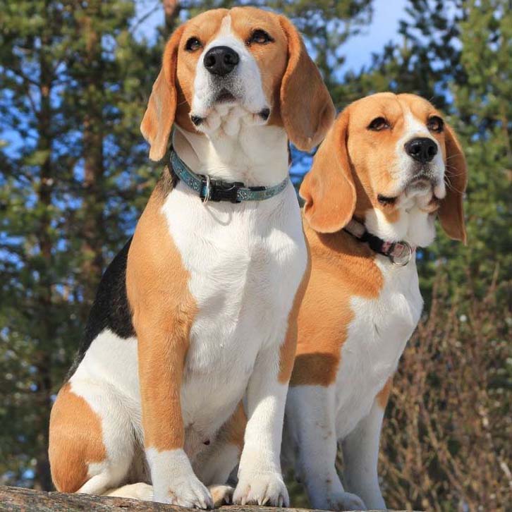 Beagle brothers