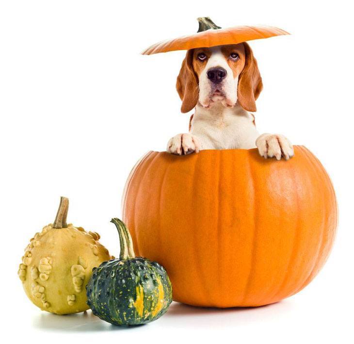 Pumpkin pup