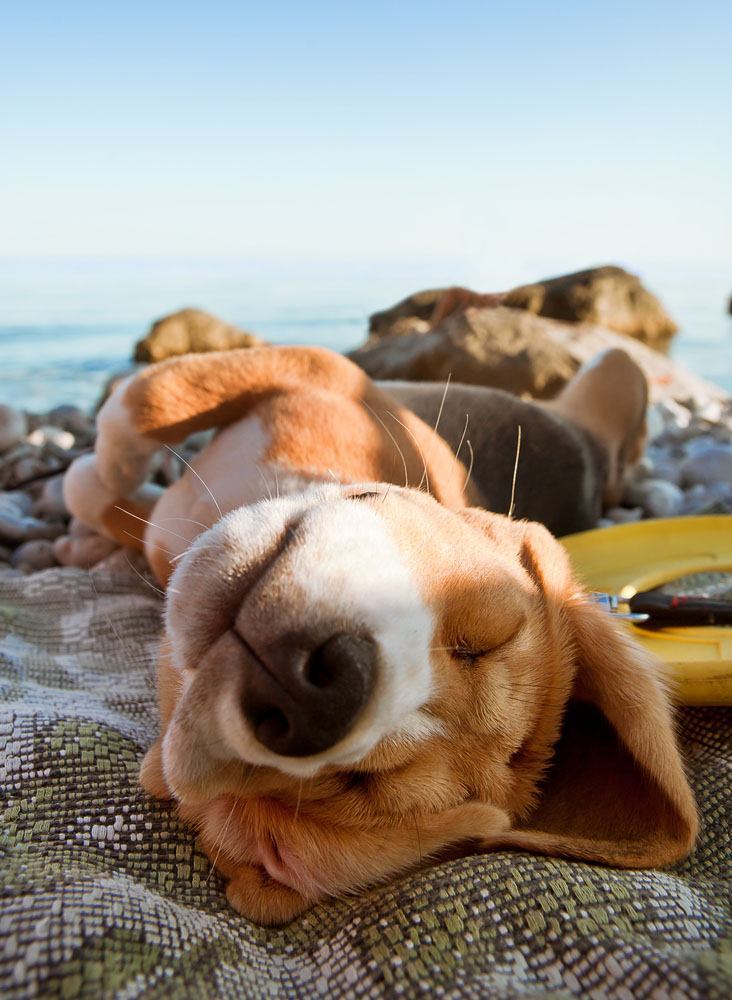Beagle snoozing at beach