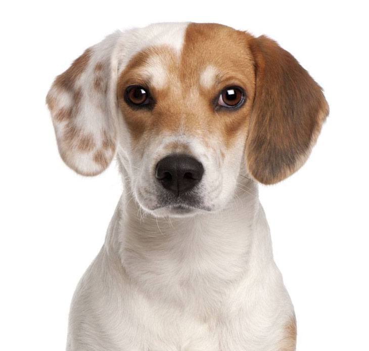 Multi colored Beagle