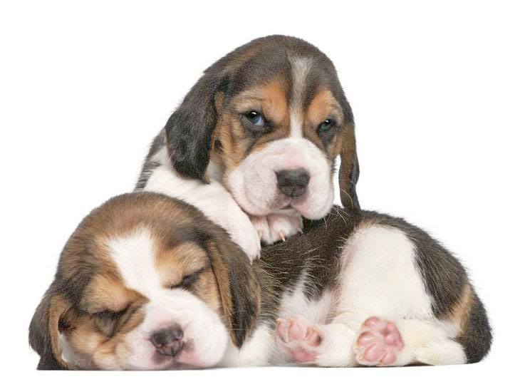 cute girl beagle names