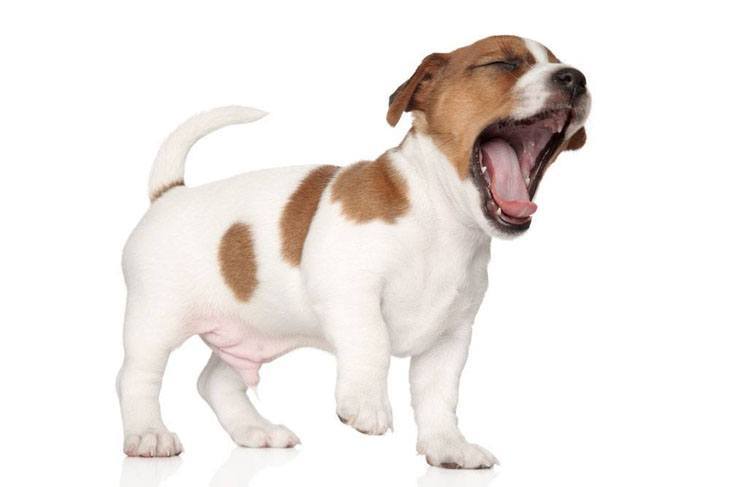 Yawning Beagle puppy