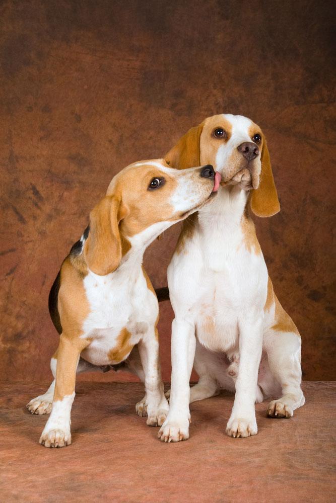 Kissing Beagle cousins