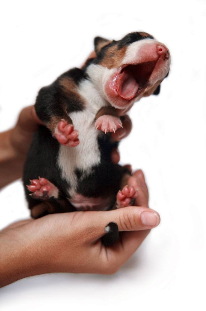 Cute yawning puppy
