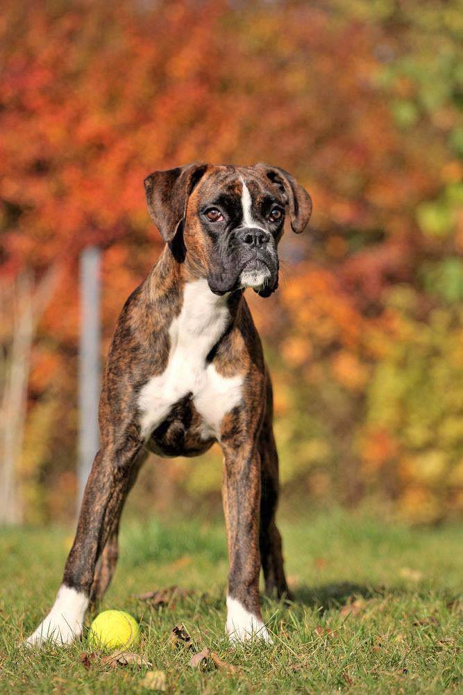 Boxer dog loving the falltime