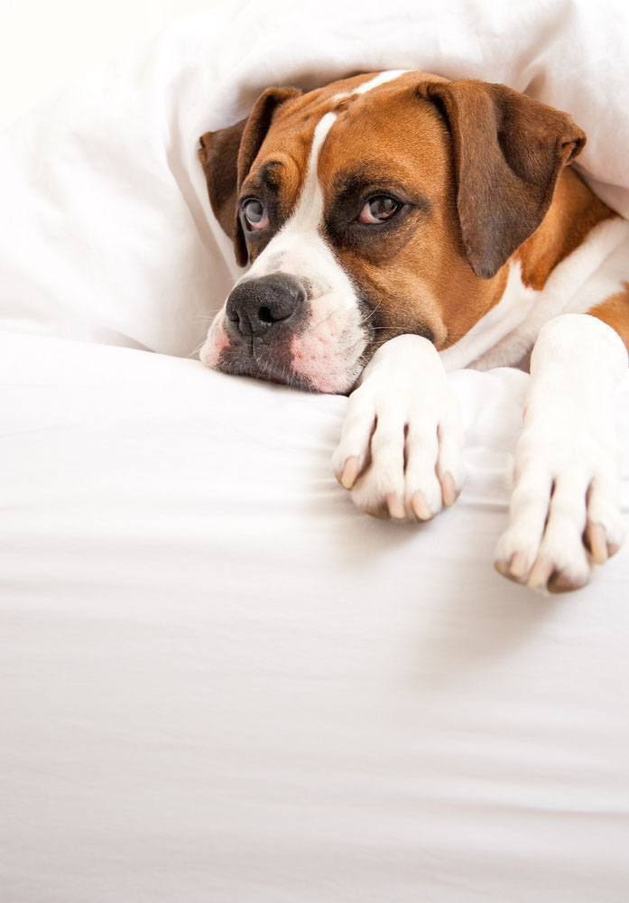 Boxer keeping the sheets warm