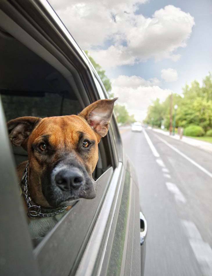 Boxers love a roadtrip